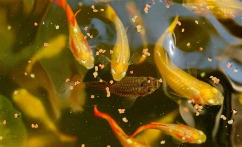 cobalt guppy food|The Best Food for Guppy Fish: Complete Guide .